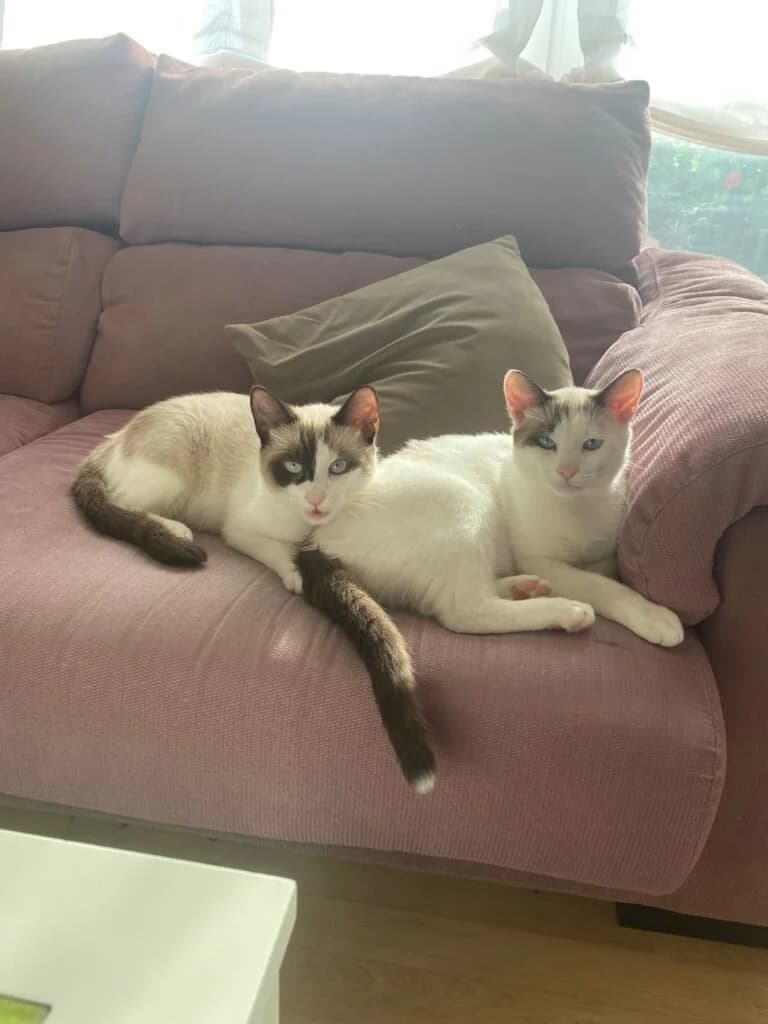Mateo y Duki, male Mixed Breed for adoption at Botxocats, Bilbao