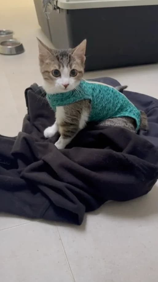 Txeni, female puppy Mixed Breed for adoption at Botxocats, Bilbao
