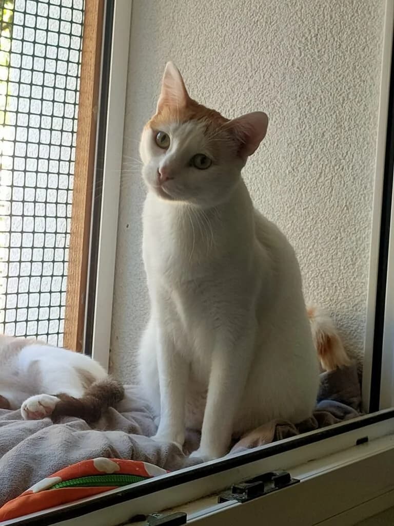 Ross, male 3yo Mixed Breed for adoption at Botxocats, Bilbao
