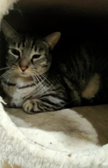 Pumba, male young Mixed Breed for adoption at Botxocats, Bilbao