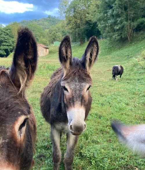 Burrina,  mixed breed for adoption at El Paraíso del Burru