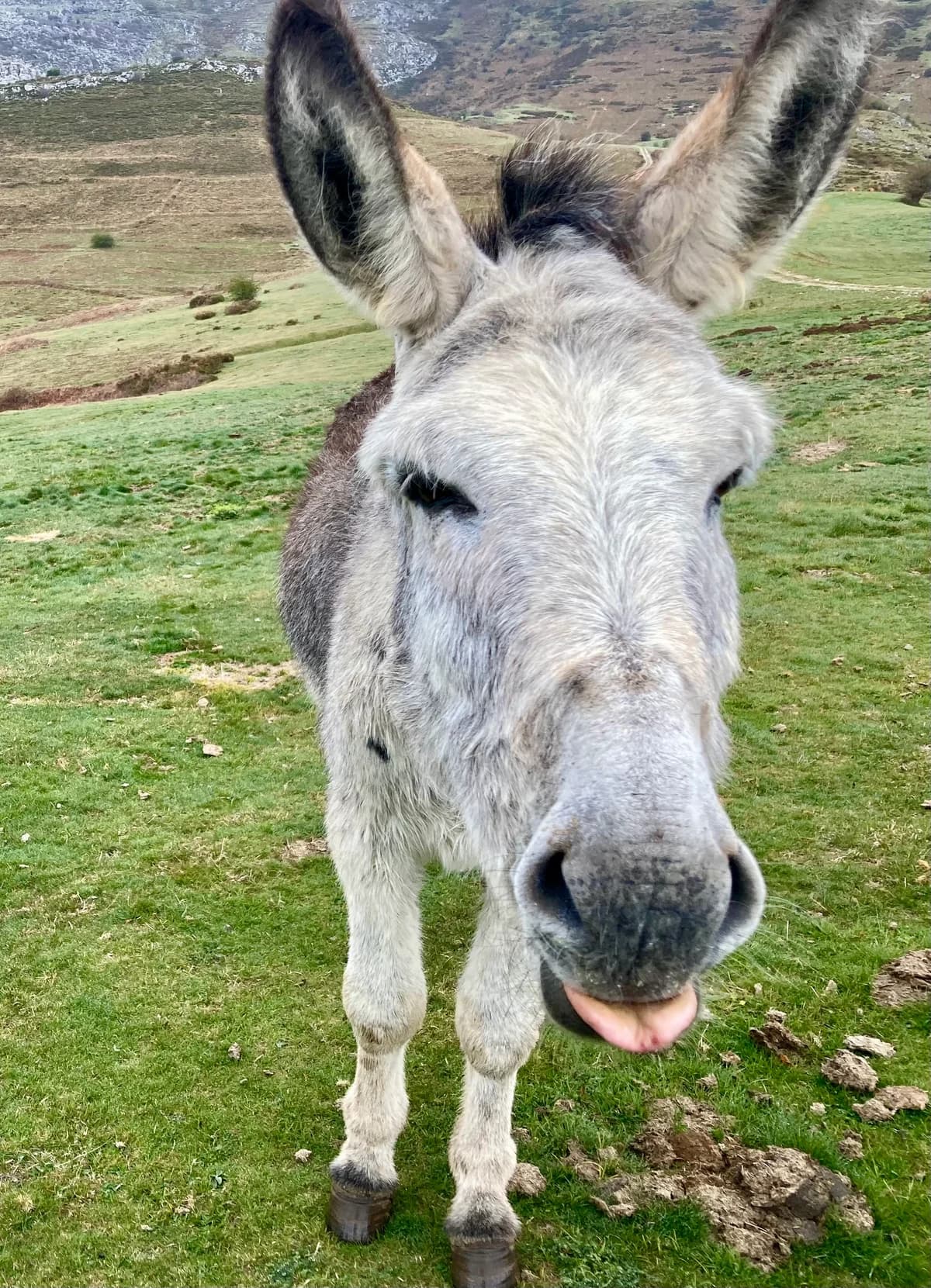 Julián,  mixed breed for adoption at El Paraíso del Burru