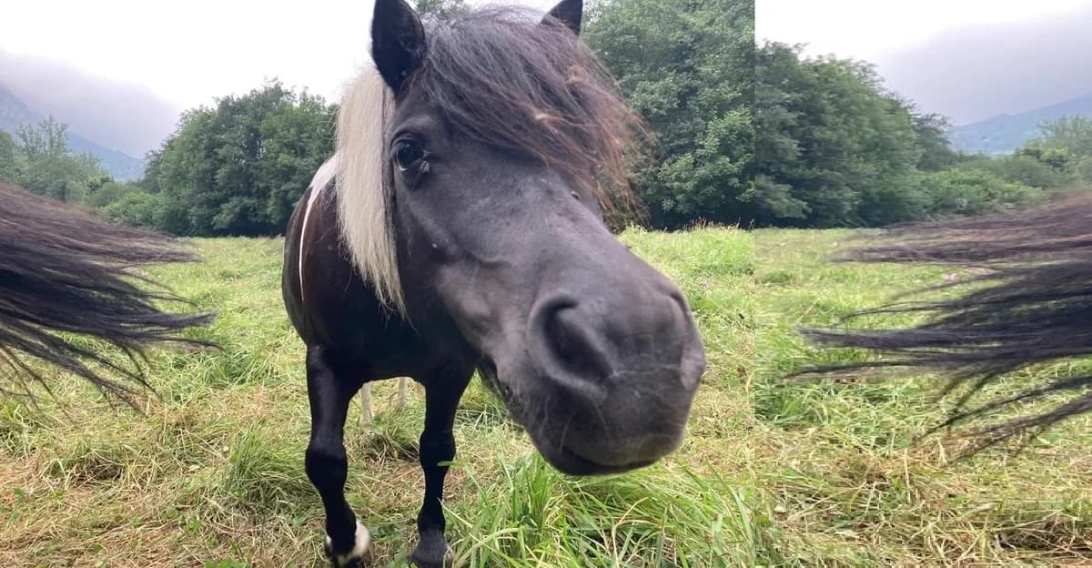 Mariposa Y Paca,  mixed breed for adoption at El Paraíso del Burru