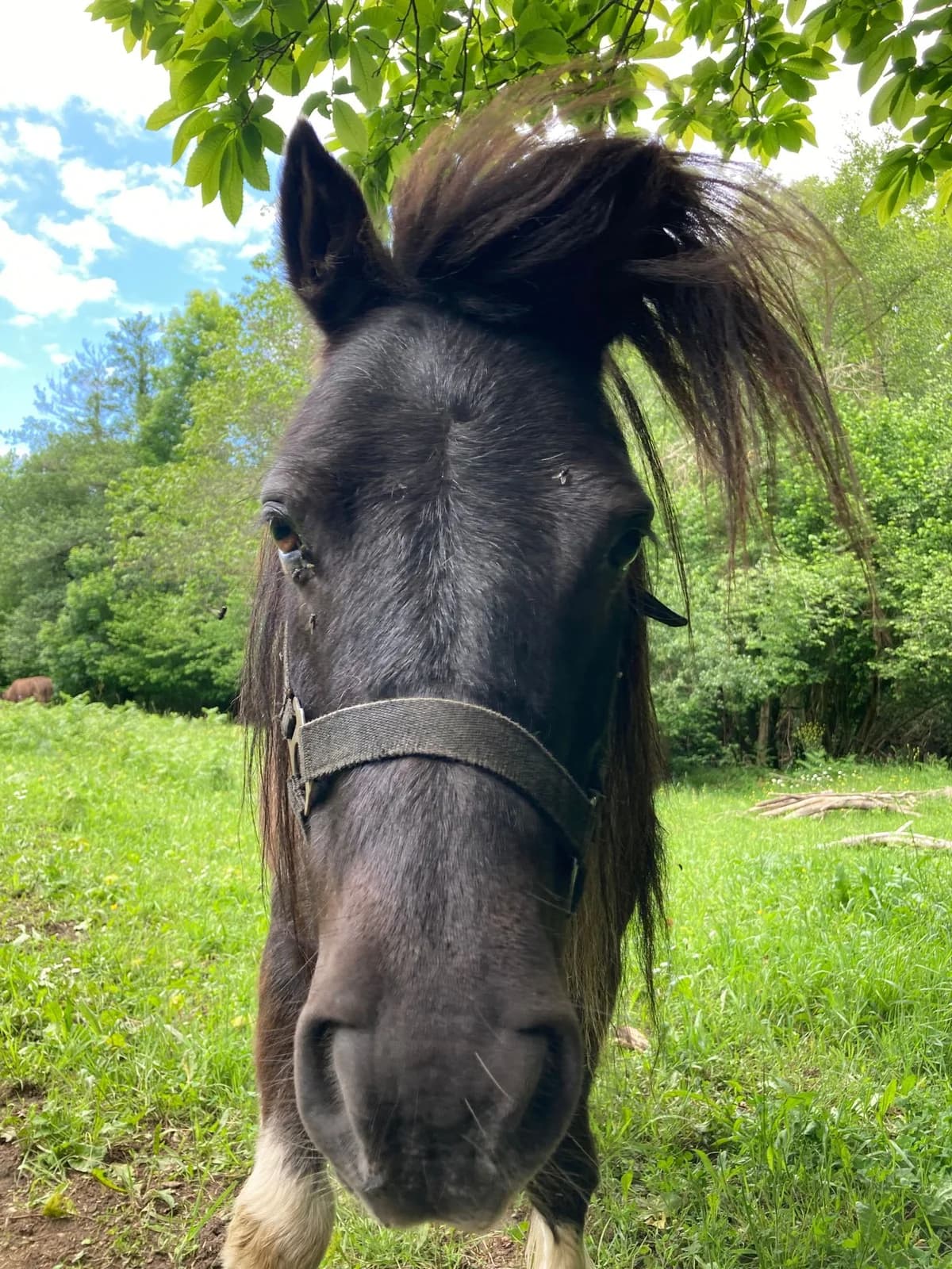 Nino,  mixed breed for adoption at El Paraíso del Burru