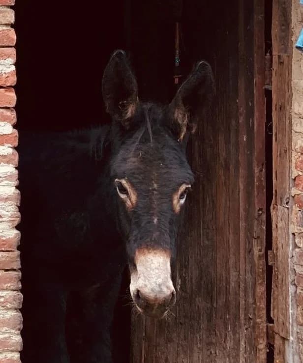 Pepe,  mixed breed for adoption at El Paraíso del Burru