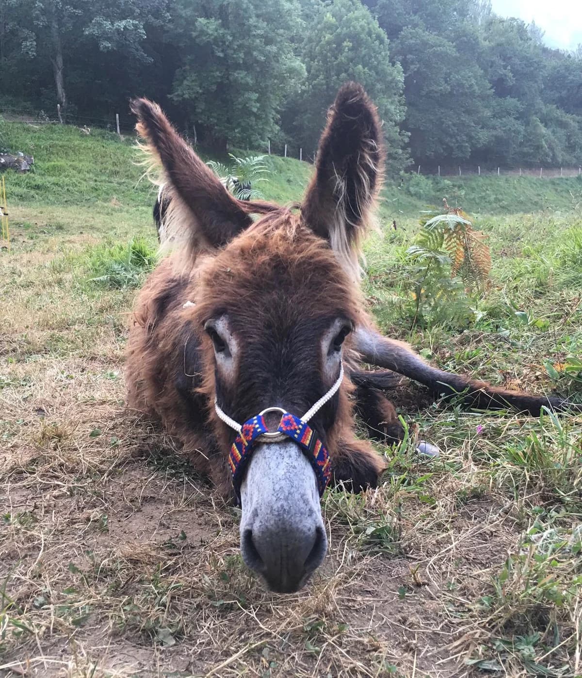 Ulises,  mixed breed for adoption at El Paraíso del Burru