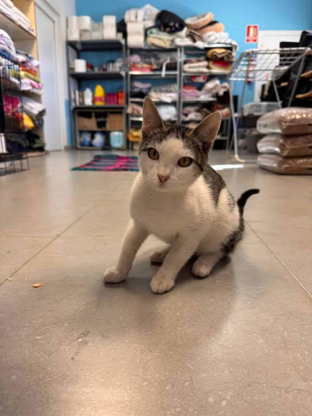 BARTOLÍN, male puppy European Shorthair for adoption at Centro de Acogida de Animales de Logroño