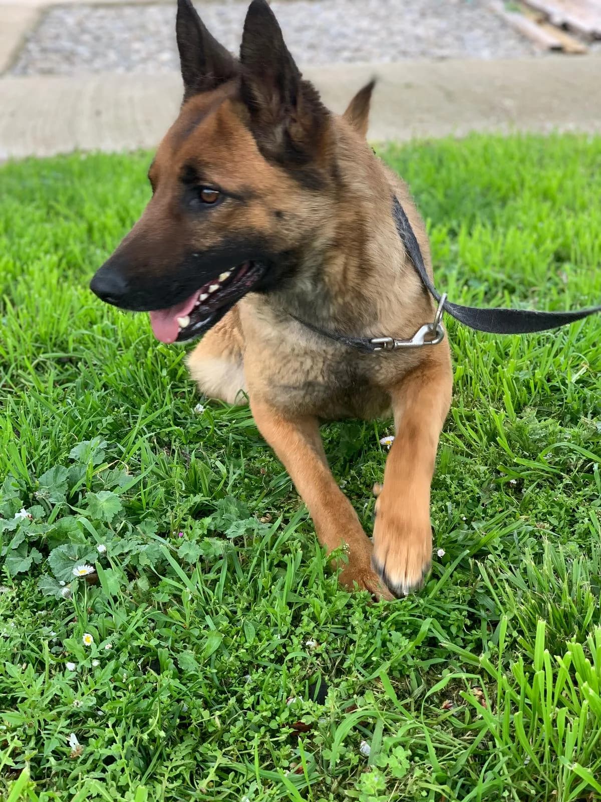 DANGA, female 4yo Belgian Malinois for adoption at Centro de Acogida de Animales de Logroño