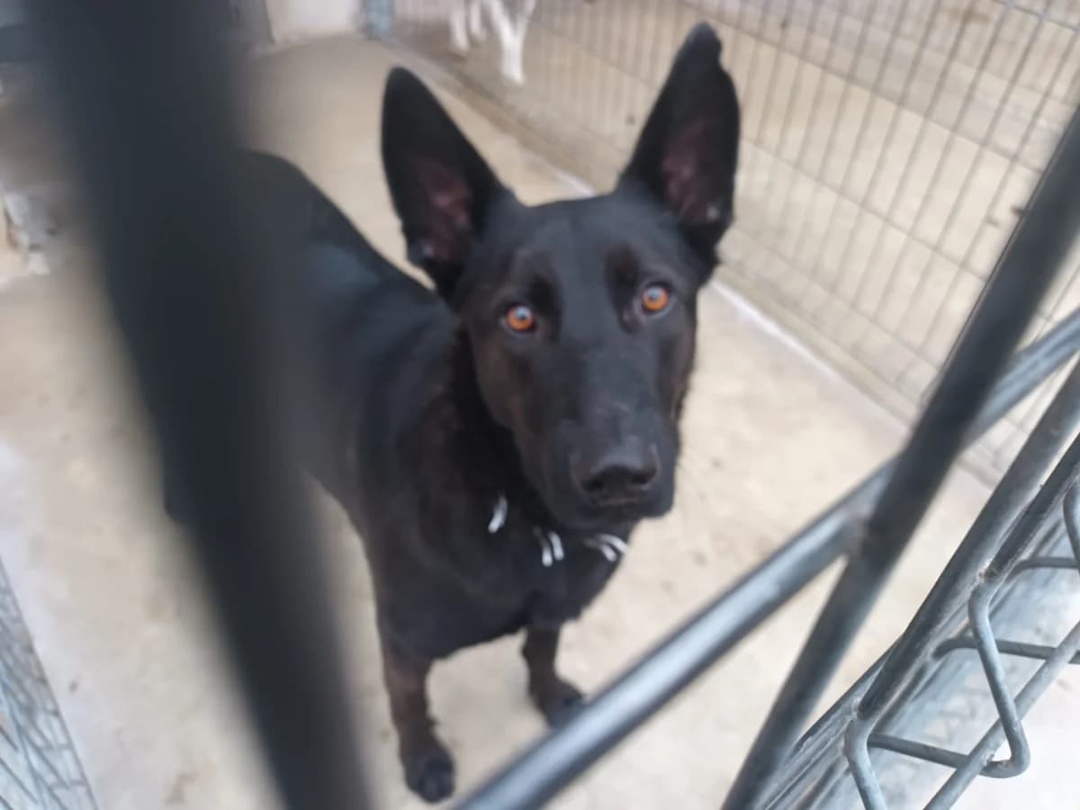 HAS, male 3yo Belgian Malinois for adoption at Centro de Acogida de Animales de Logroño