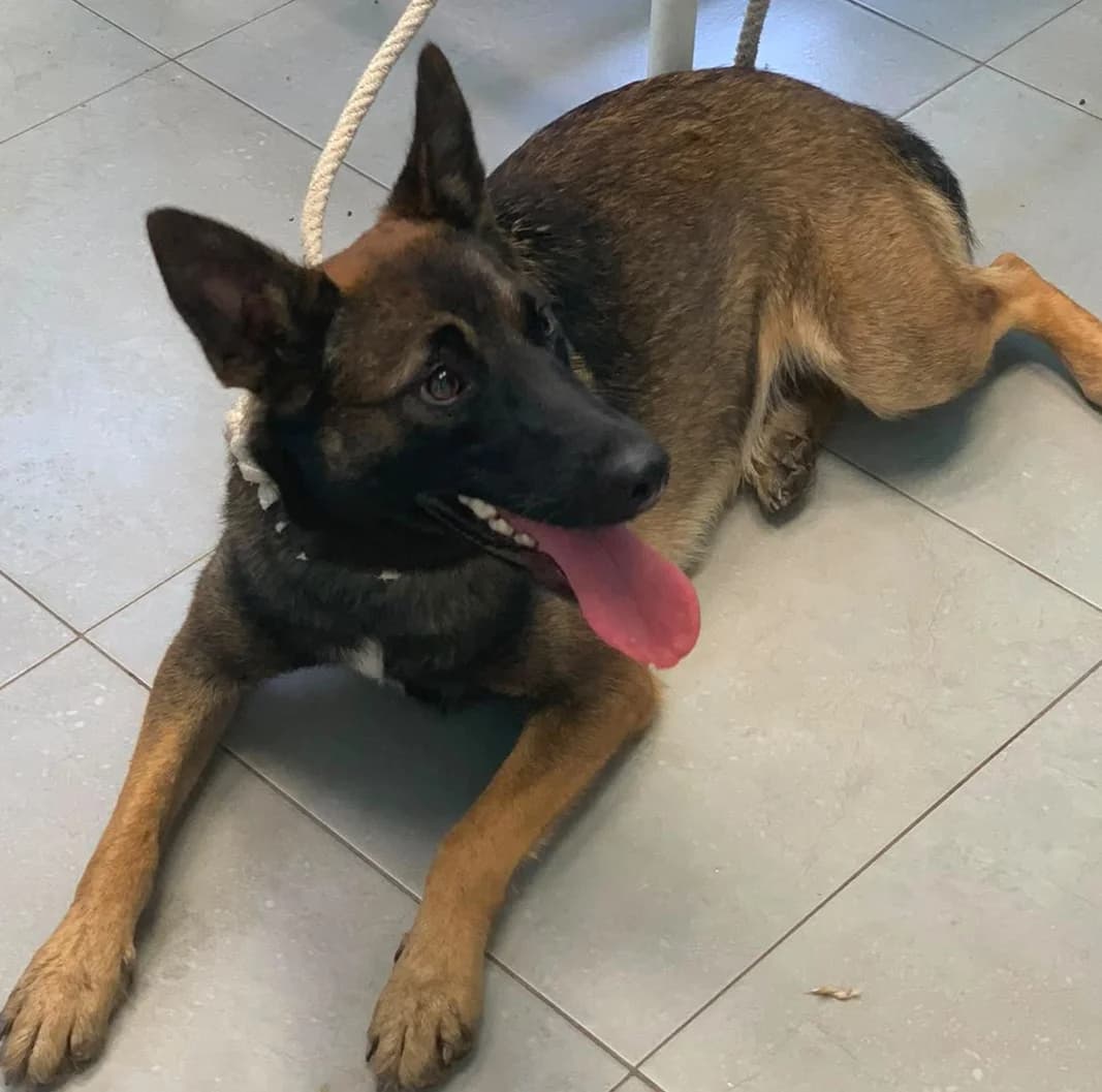 XENA, female young Belgian Malinois for adoption at Centro de Acogida de Animales de Logroño