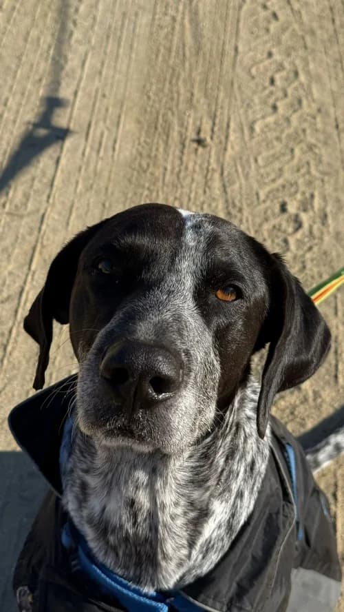 Slayer, male senior mixed breed for adoption at CAAD Maresme
