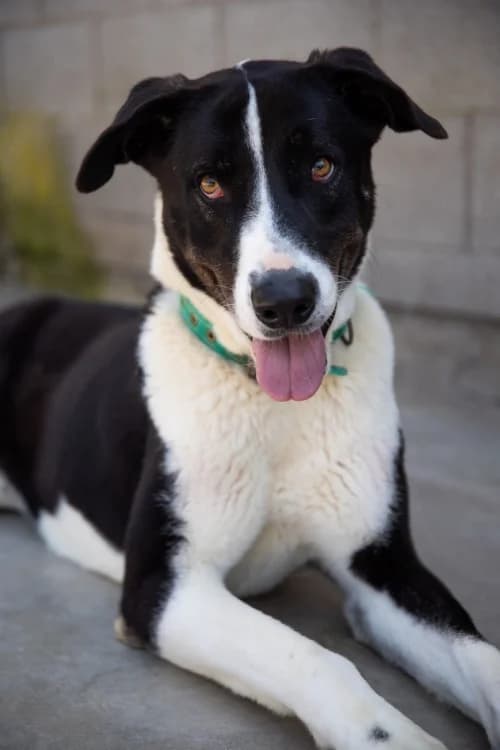 Travis, male 7yo mixed breed for adoption at CAAD Maresme