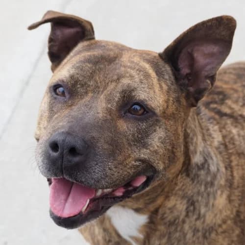 Link, female senior American Staffordshire Terrier for adoption at CAAD Maresme