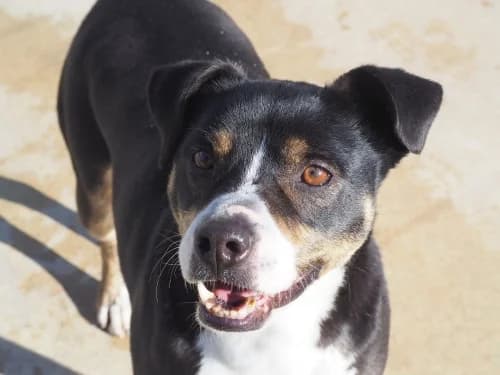Trico, male senior mixed breed for adoption at CAAD Maresme