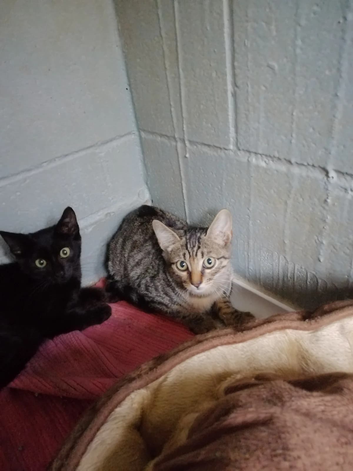 Budy, male 4yo Mixed Breed for adoption at CAAD Maresme