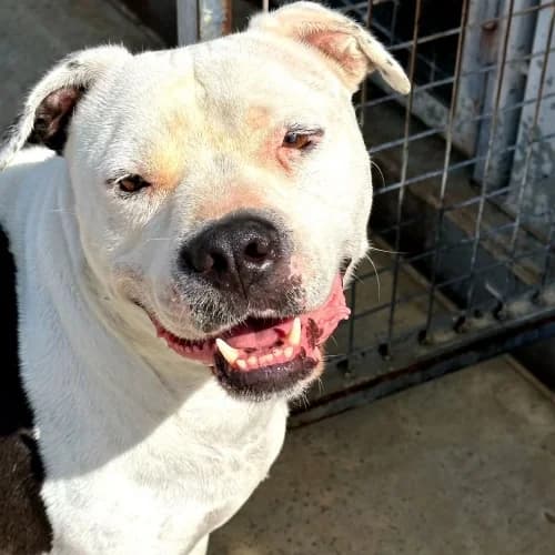 Drako, male senior mixed breed for adoption at CAAD Maresme