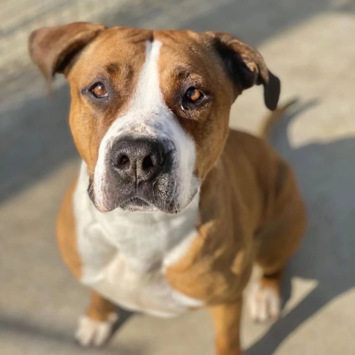 Kira, female 7yo mixed breed for adoption at CAAD Maresme