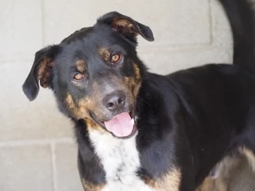 Ben, male senior mixed breed for adoption at CAAD Maresme