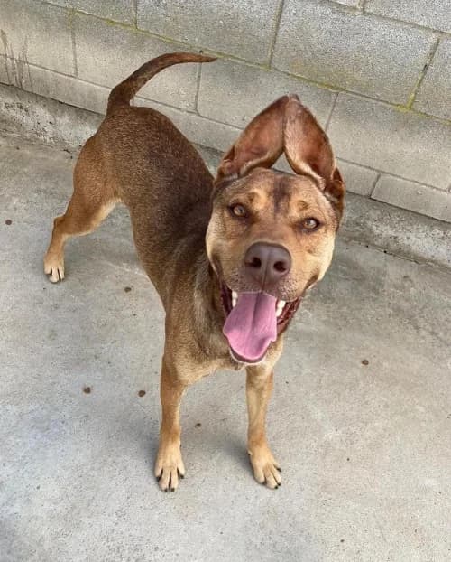 Shulo, male 6yo mixed breed for adoption at CAAD Maresme