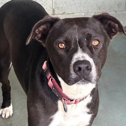 Rick, male 6yo mixed breed for adoption at CAAD Maresme