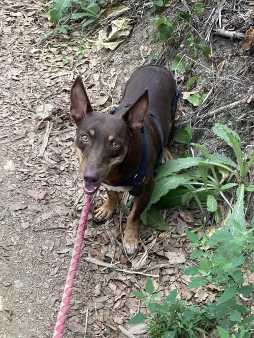 Torino, male 5yo Podenco for adoption at CAAD Maresme