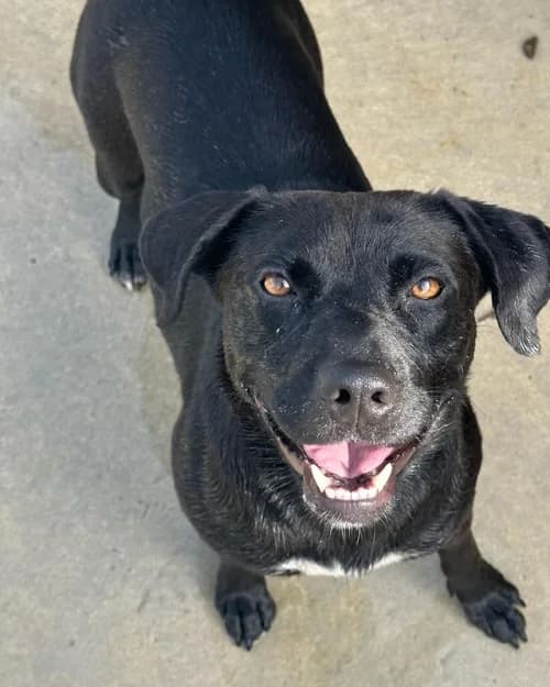 Fiona, female 4yo Mixed Breed for adoption at CAAD Maresme