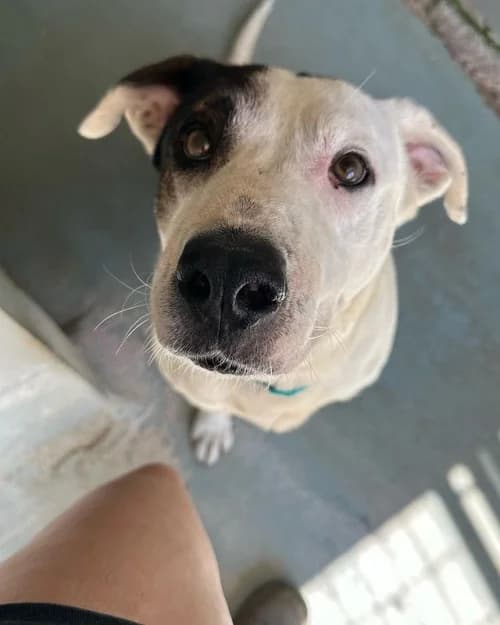 Gres, male senior mixed breed for adoption at CAAD Maresme
