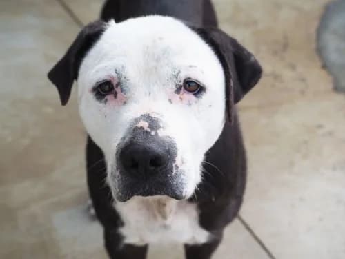 Kiara, female senior mixed breed for adoption at CAAD Maresme