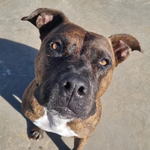 Préssec, male 7yo mixed breed for adoption at CAAD Maresme