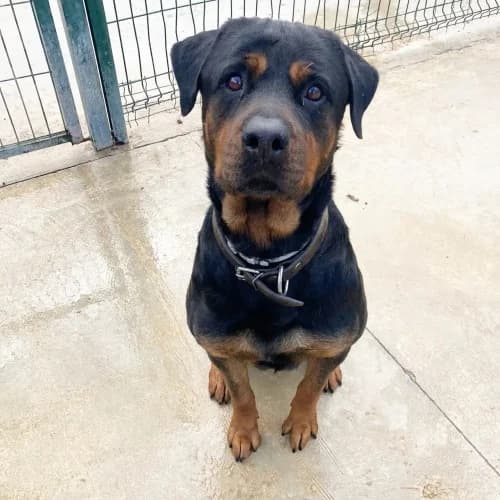 Maya, female senior Rottweiler for adoption at CAAD Maresme