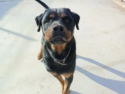Max, male senior Rottweiler for adoption at CAAD Maresme