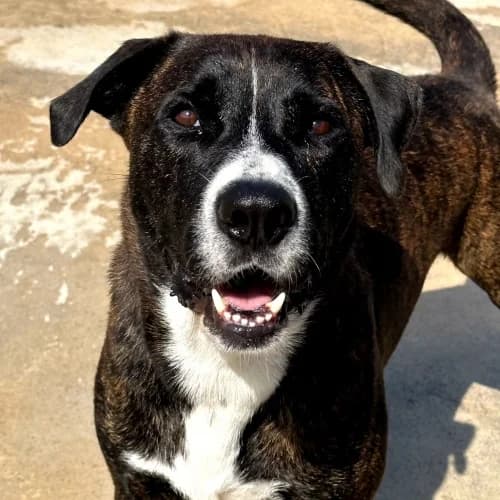Bugs, male 4yo mixed breed for adoption at CAAD Maresme
