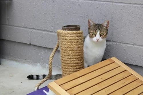 Rita, female 4yo mixed breed for adoption at CAAD Maresme