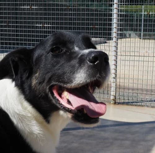 Oliver, male 5yo mixed breed for adoption at CAAD Maresme