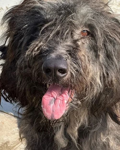 Daryl, male senior mixed breed for adoption at CAAD Maresme