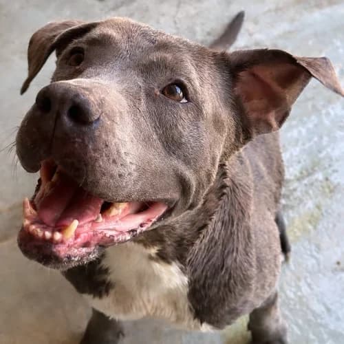 Russia, female senior Pit Bull Terrier for adoption at CAAD Maresme