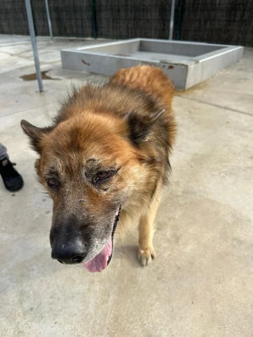 Merli, male senior Belgian Malinois for adoption at CAAD Maresme