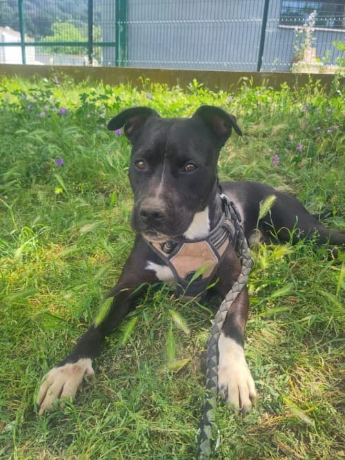 Firulais, male 3yo mixed breed for adoption at CAAD Maresme