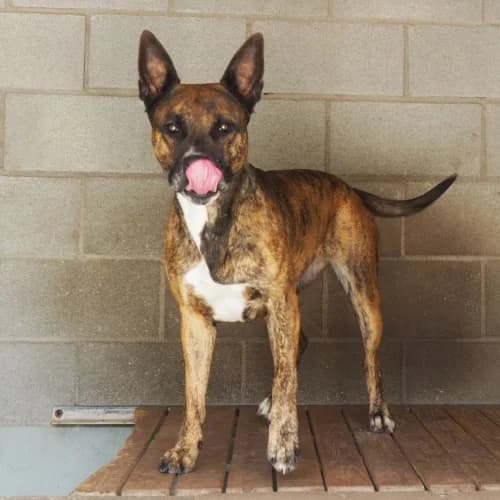 Jade, female 7yo mixed breed for adoption at CAAD Maresme