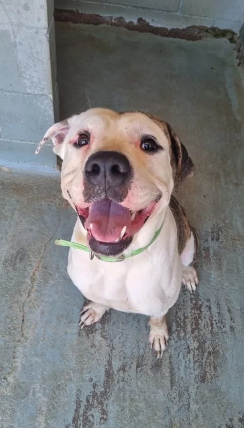 Rokii, male senior mixed breed for adoption at CAAD Maresme