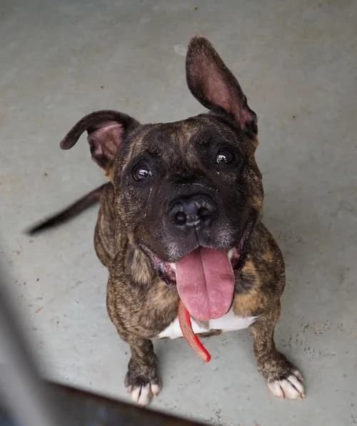 Camila, female 6yo American Staffordshire Terrier for adoption at CAAD Maresme