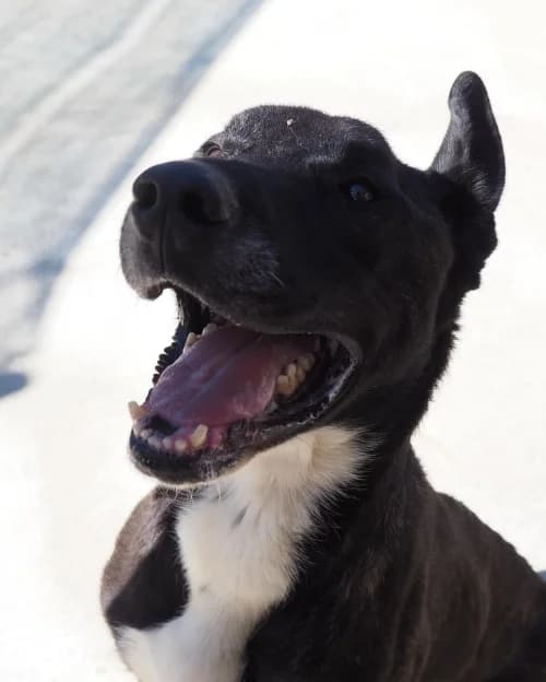Eco, male 6yo mixed breed for adoption at CAAD Maresme