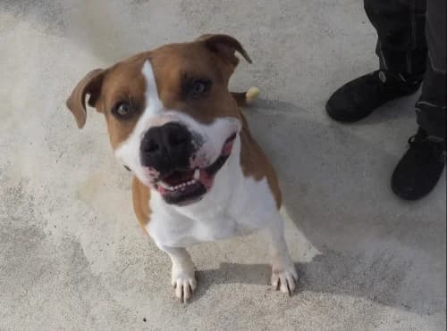 Denver, male 5yo American Staffordshire Terrier for adoption at CAAD Maresme
