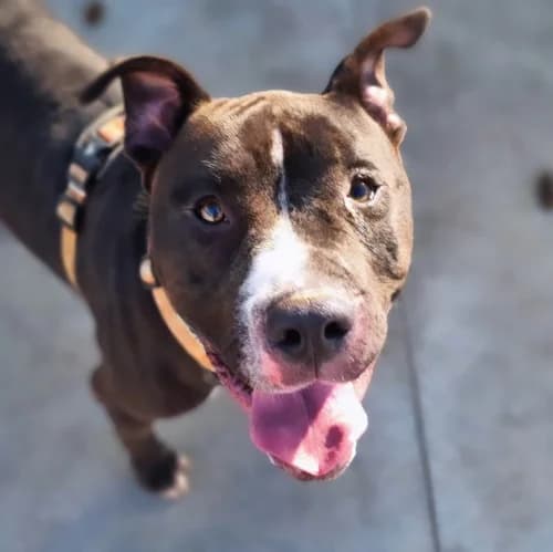 Kike, male 3yo Pit Bull Terrier for adoption at CAAD Maresme