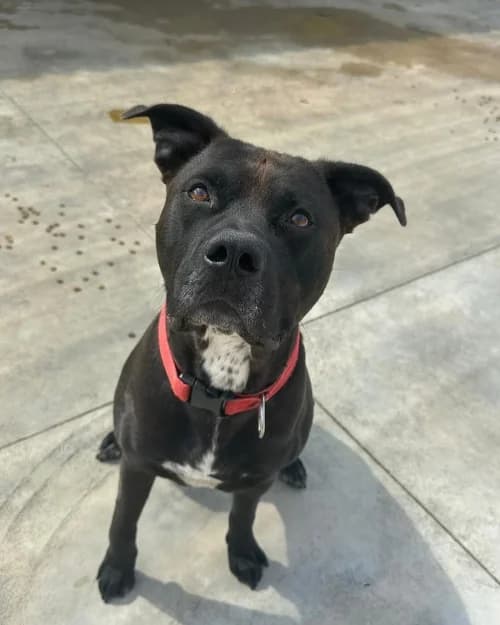 Hulk, male 6yo Mixed Breed Cat for adoption at CAAD Maresme