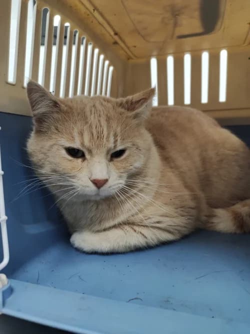 Sáhara, male 5yo mixed breed for adoption at CAAD Maresme