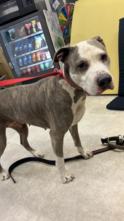 Vida, female mixed breed for adoption at CAAD Maresme