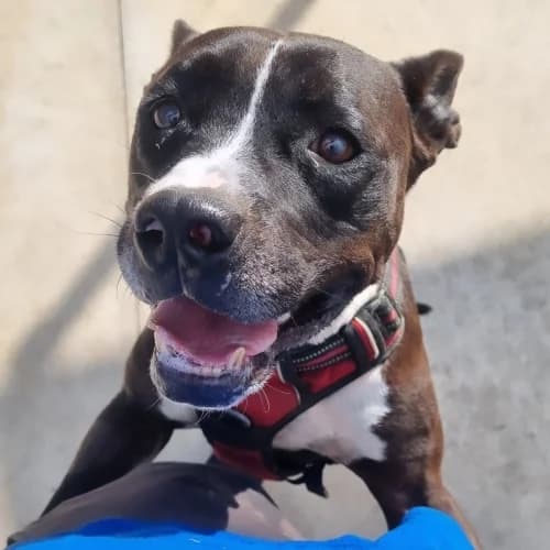 Gabete, male 3yo American Staffordshire Terrier for adoption at CAAD Maresme