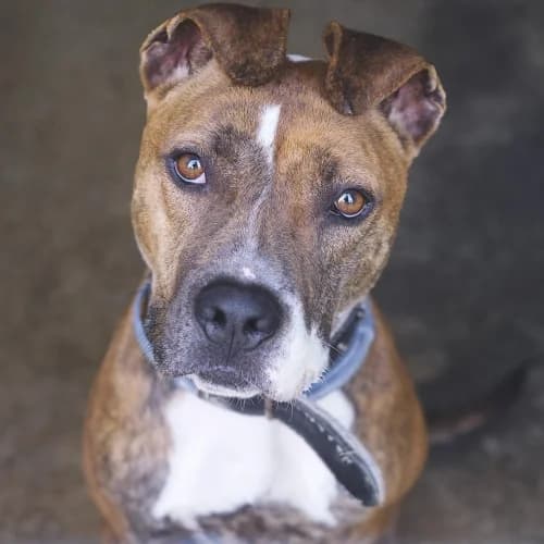 Foc, male 4yo American Staffordshire Terrier for adoption at CAAD Maresme