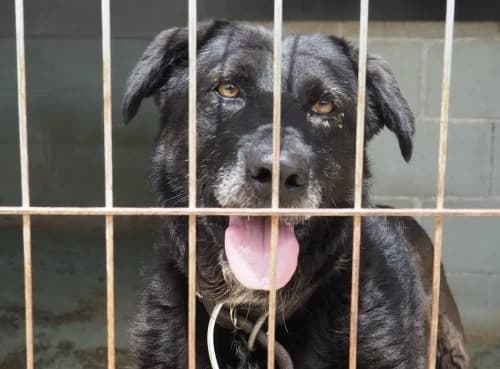 Negritu, male senior mixed breed for adoption at CAAD Maresme
